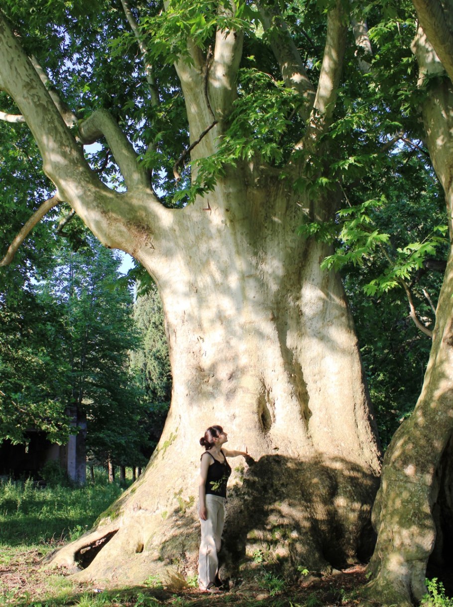 Платан дерево в Крыму