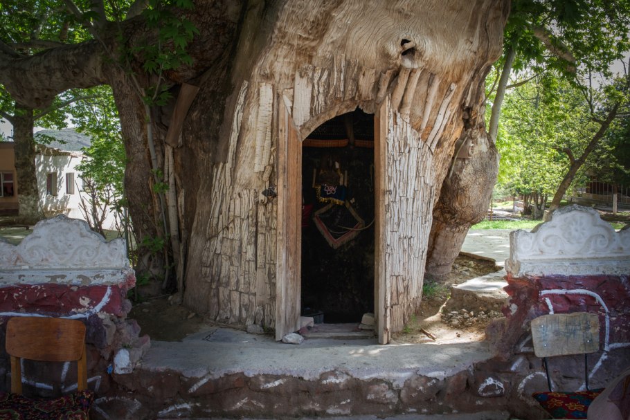 Дерево Чинар в Узбекистане