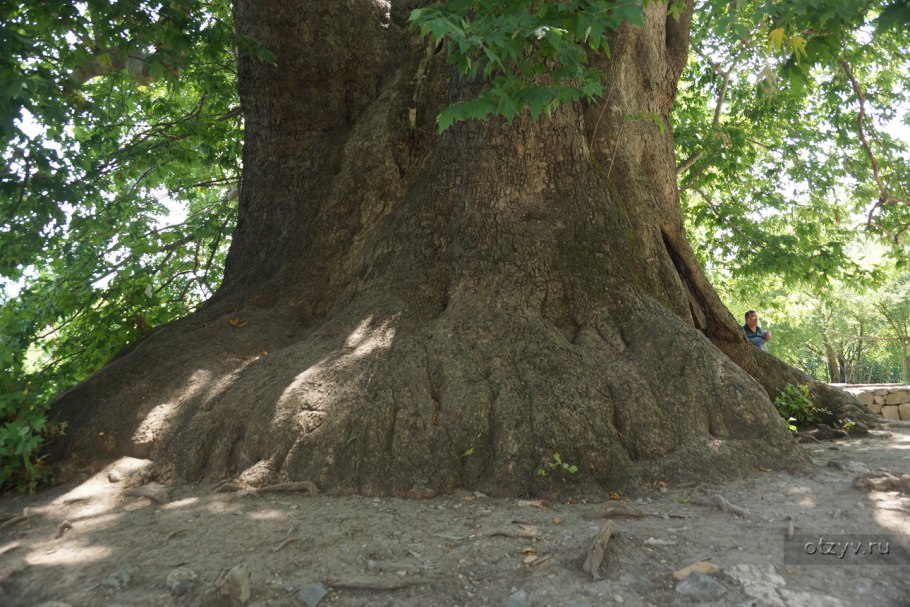 Схторашенский Платан Чинара