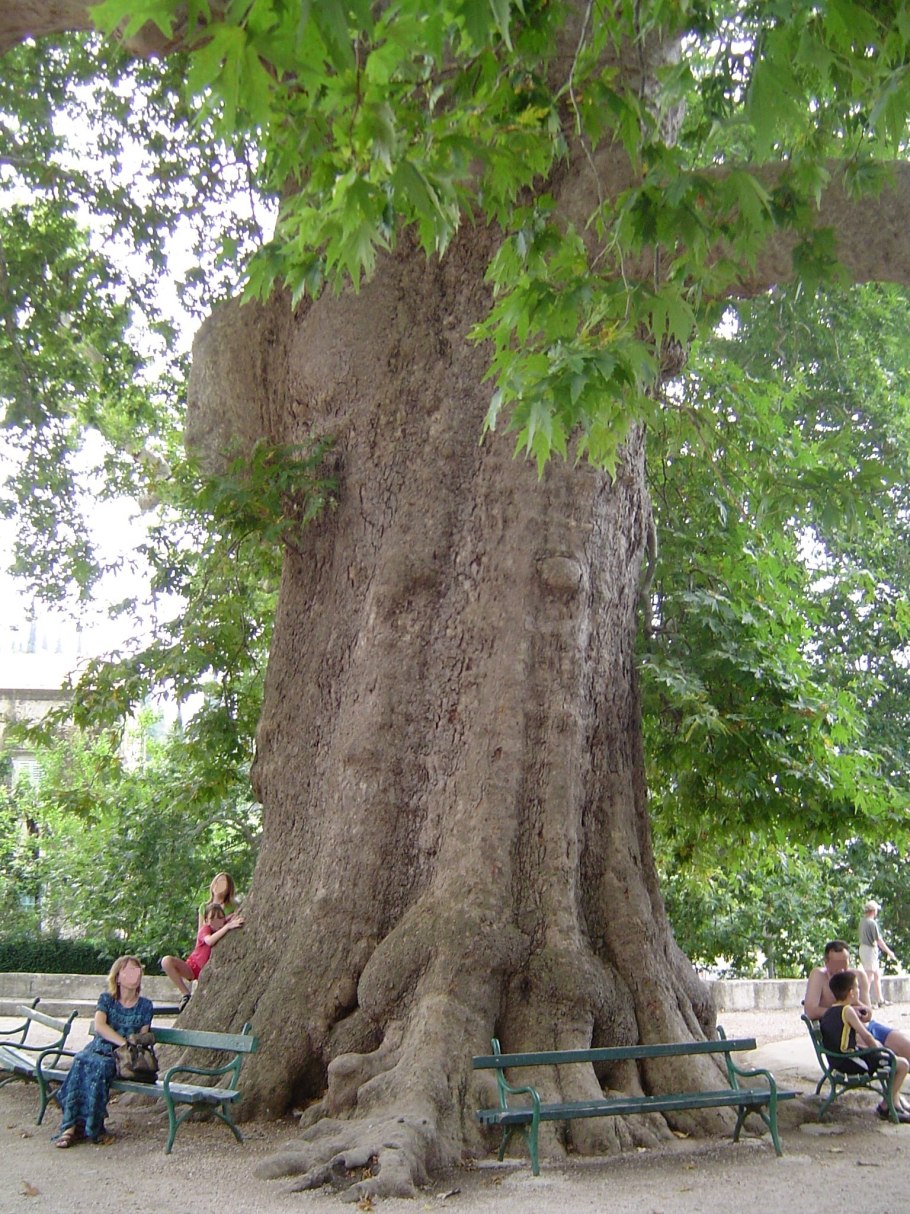 Дерево Абхазии Платан
