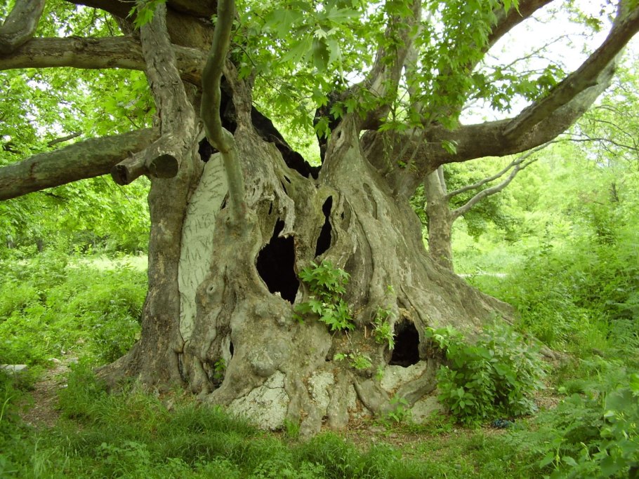 Дуб дарахти