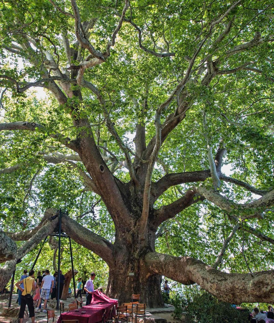 Платан Инкая