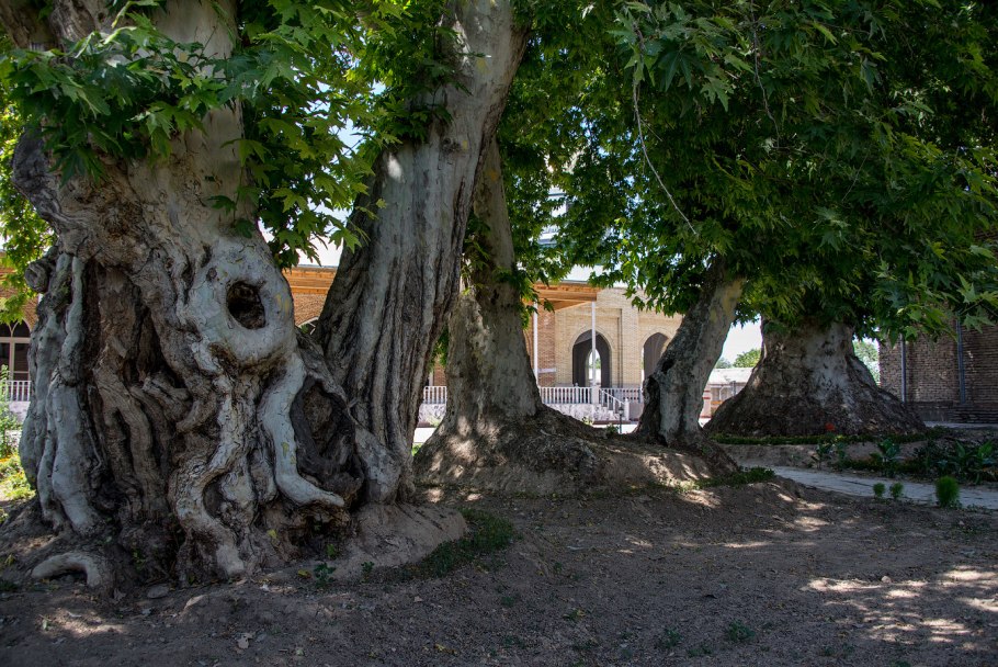 Дерево Чинар в Узбекистане