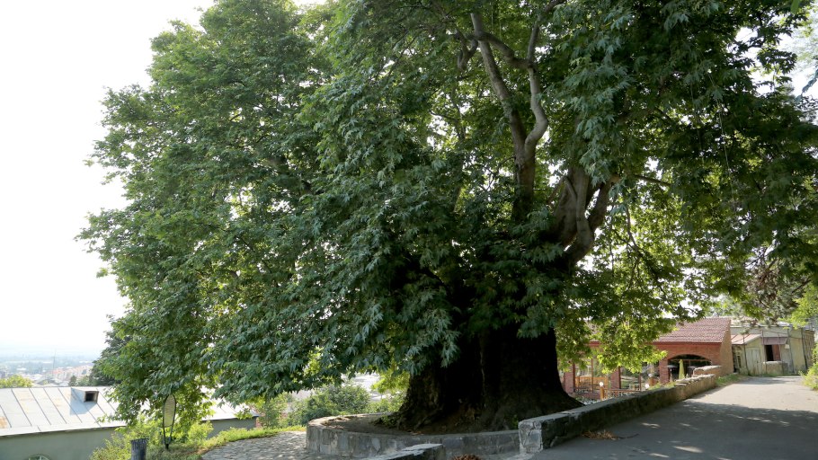 Телави дерево Платан Грузия