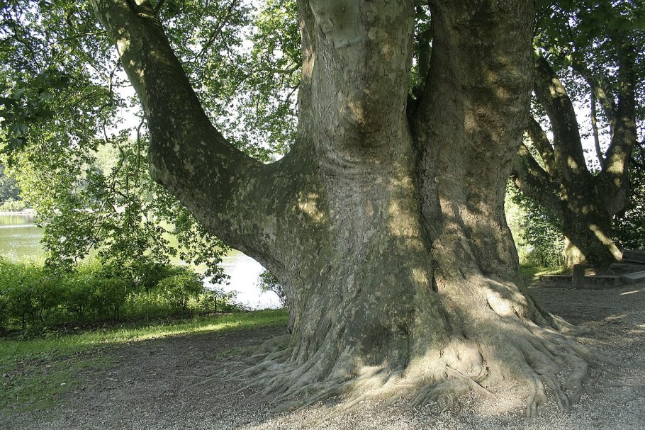 Дерево Утун