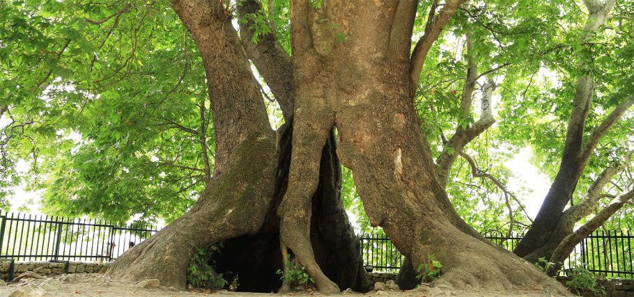 Схторашенский Платан