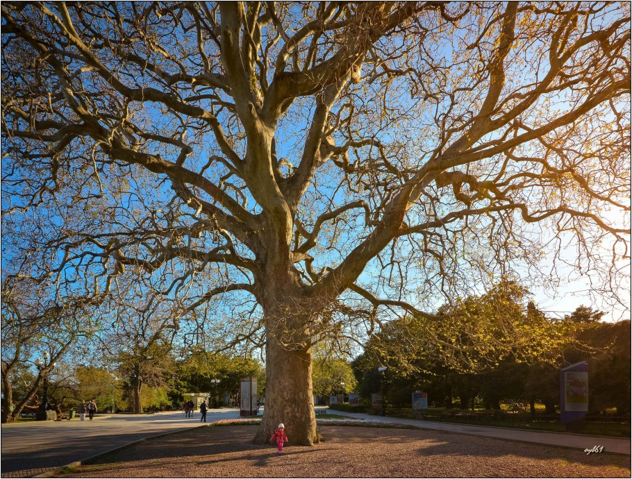 Платан Дункан в Ялте