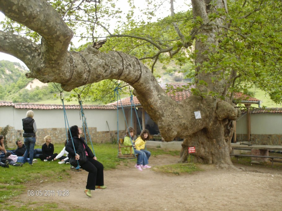 Дерево Платан Чинар Турция
