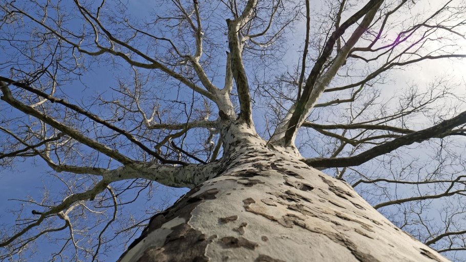 Платан бесстыдница