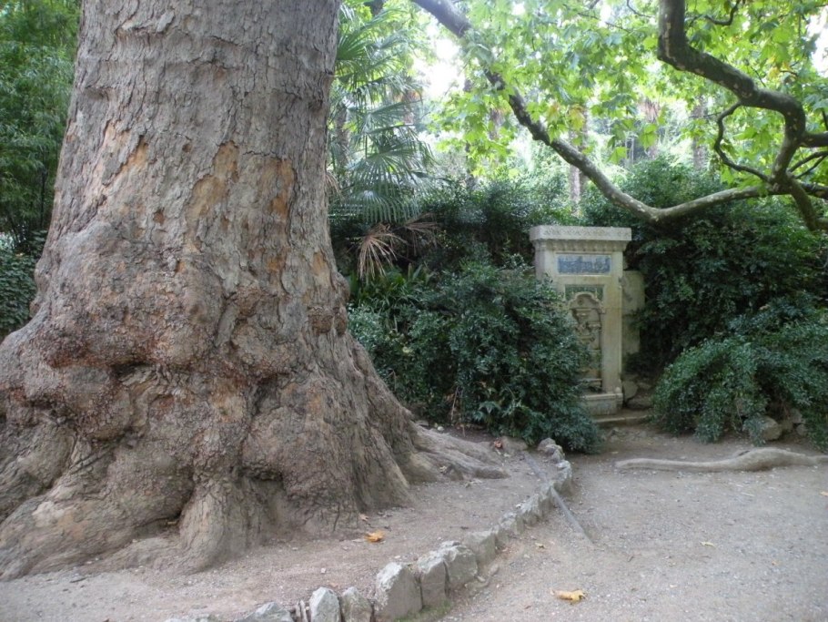 Платан в Никитском Ботаническом саду