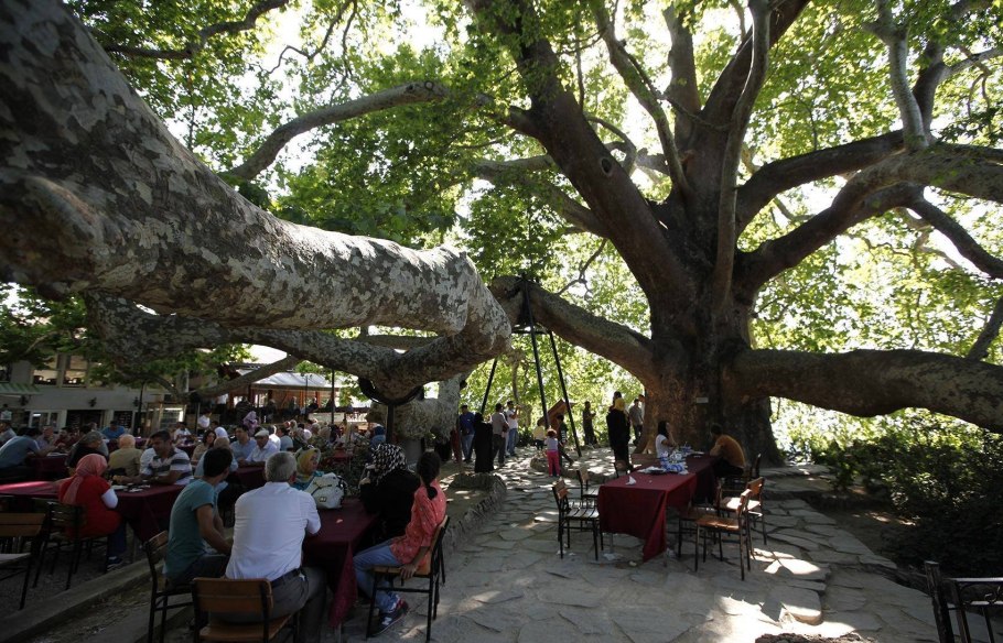 Дерево Платан в Турции