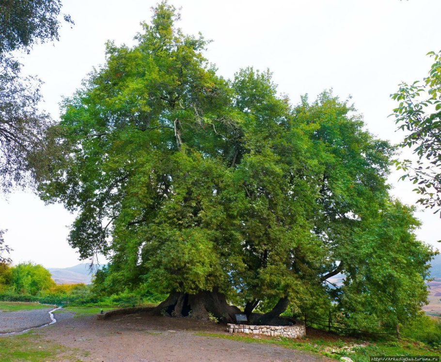 Схторашенский Платан