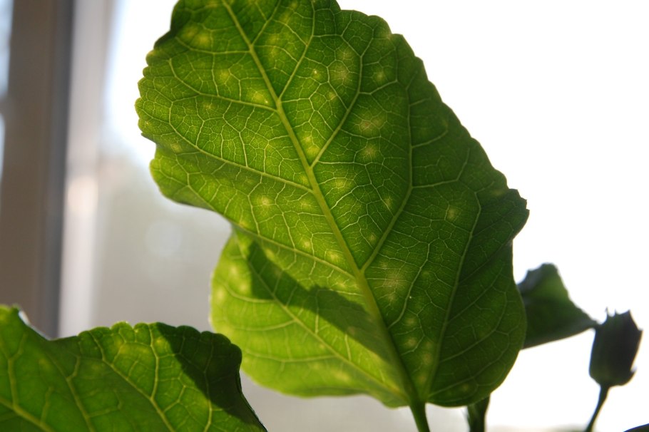 Вредители гибискуса