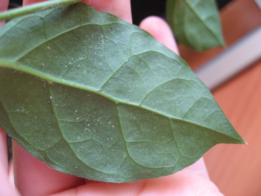 Щитовка на гибискусе