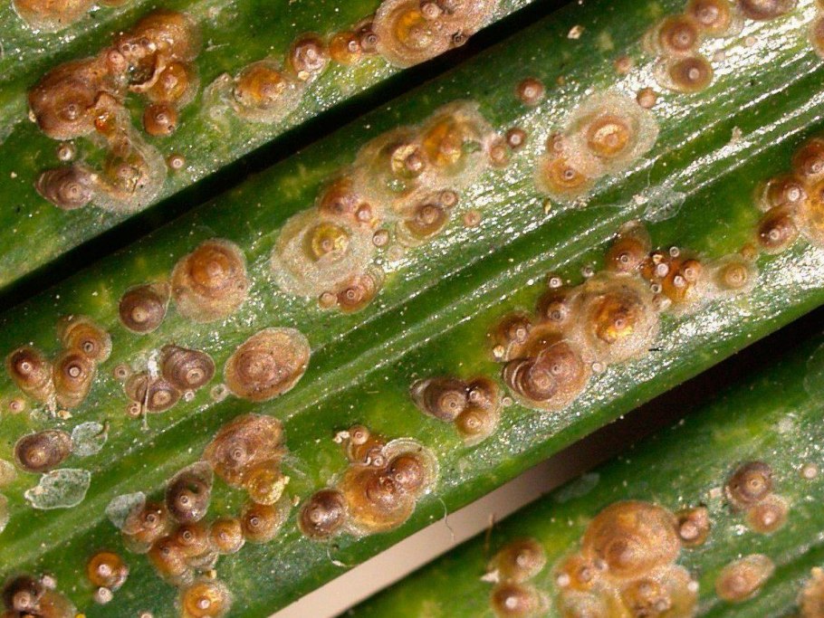 Трипсы на монстере