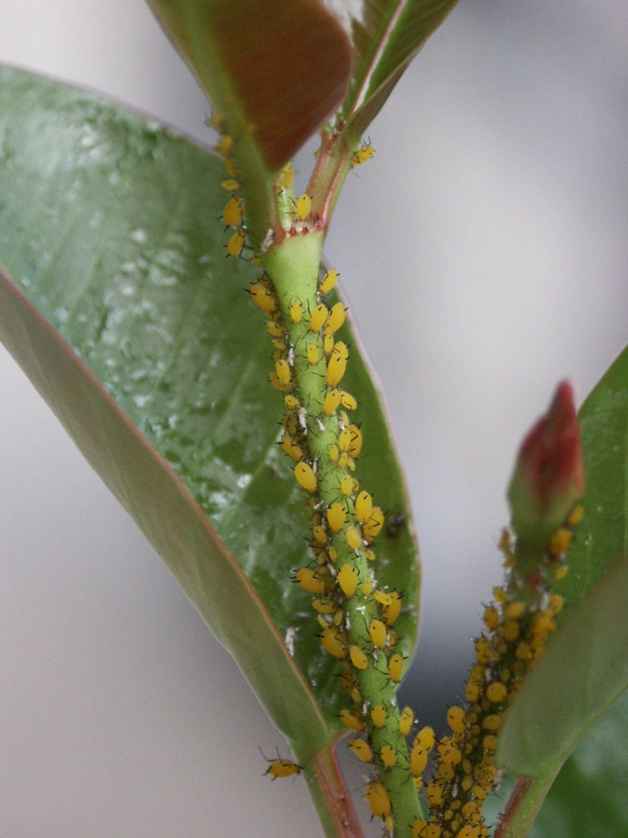 Вредители паутинный клещ
