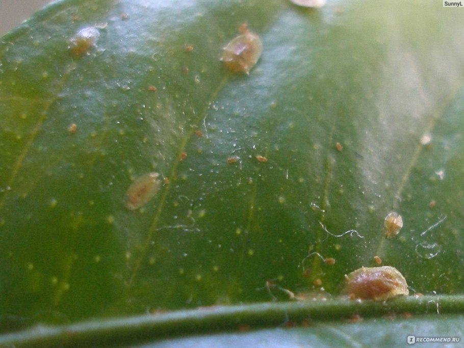 Щитовка на комнатных растениях Липки