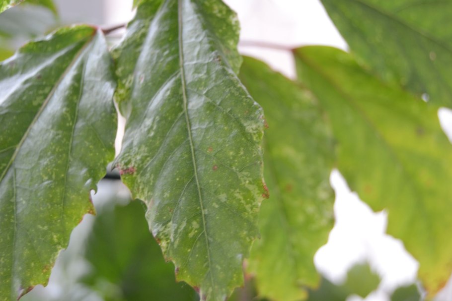 Щитовка на каштане