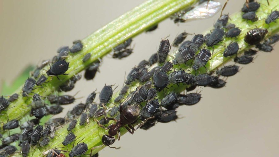 Бересклетовая щитовка