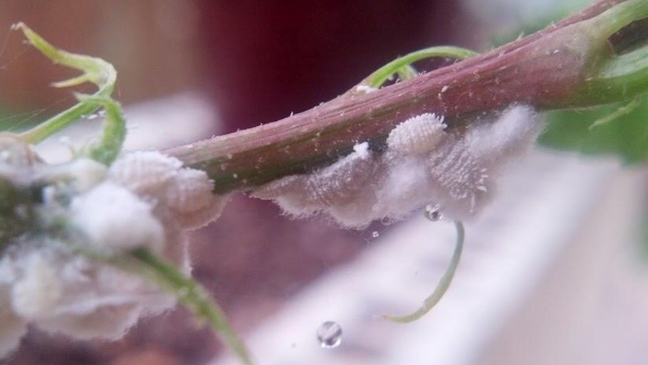 Красная померанцевая щитовка
