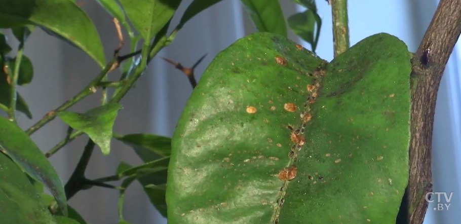 Фикус каучуконосный щитовка