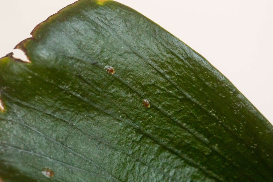 Мучнистый червец на фикусе Бенджамина