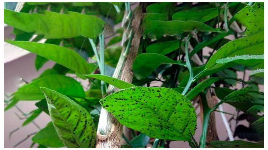 Виноградная щитовка подушечница