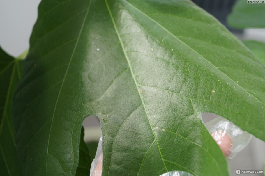 Паутинный клещ на гибискусе