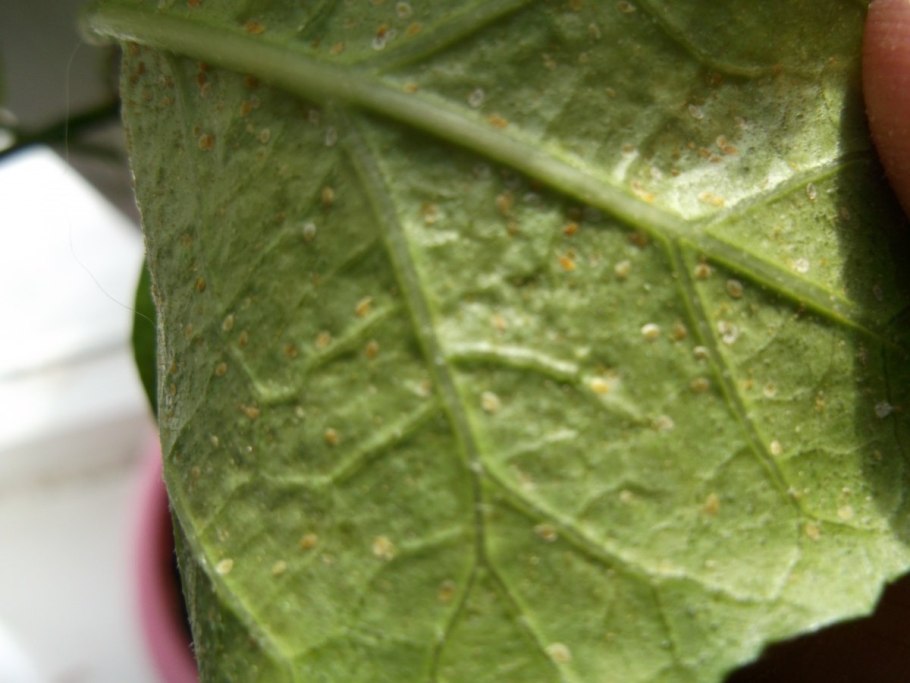 Болезни бегонии щитовка