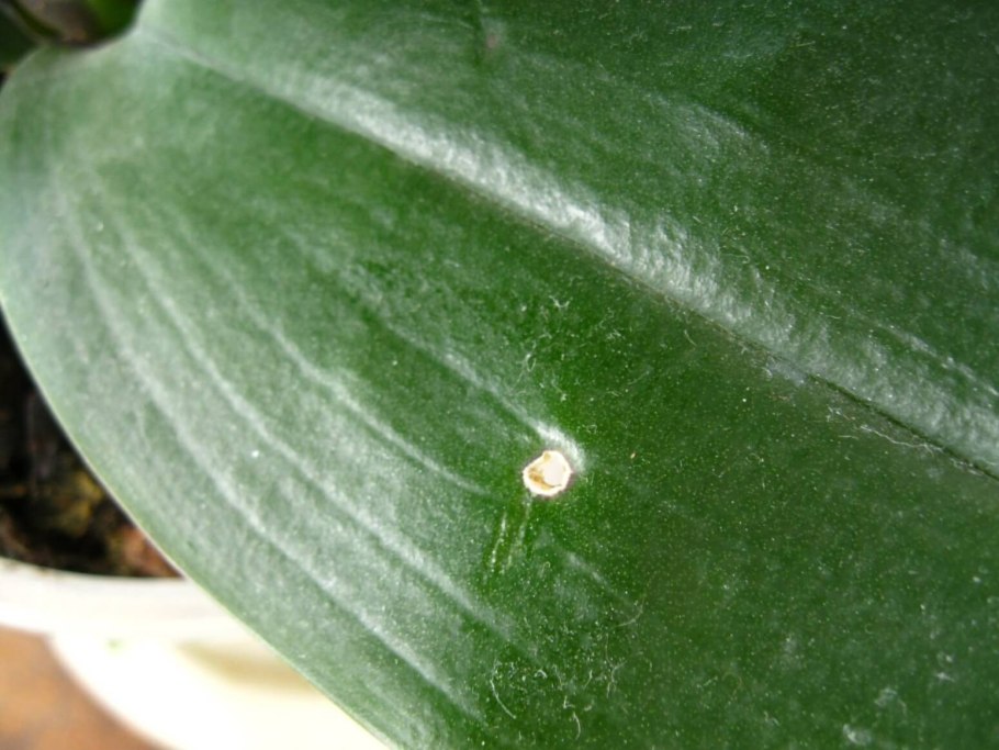 Трипсы на амариллисе