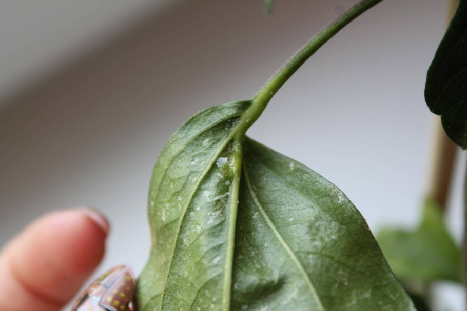 Паутинный клещ на гибискусе