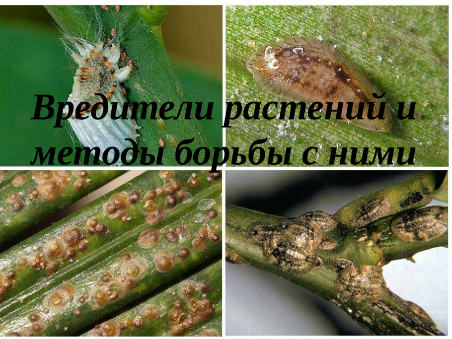 Щитовка на антуриуме