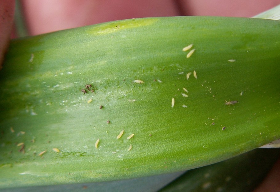 Щитовка трипсы