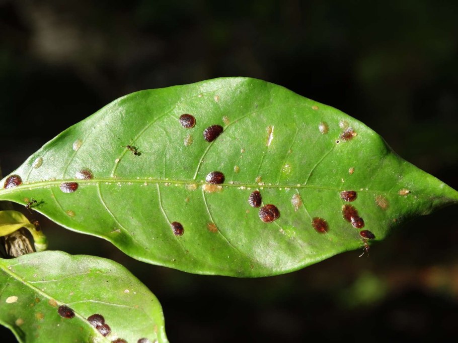Антракноз на бенгальском фикусе