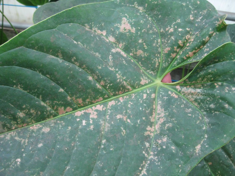 Паутинный клещ на фикусе Бенджамина