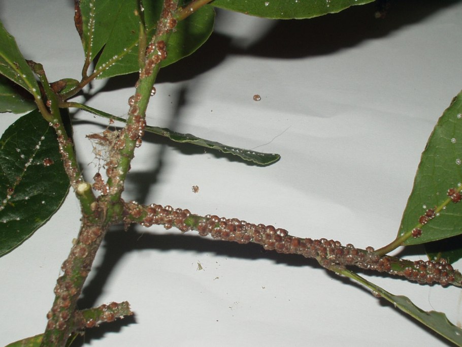 Щитовка на кизильнике