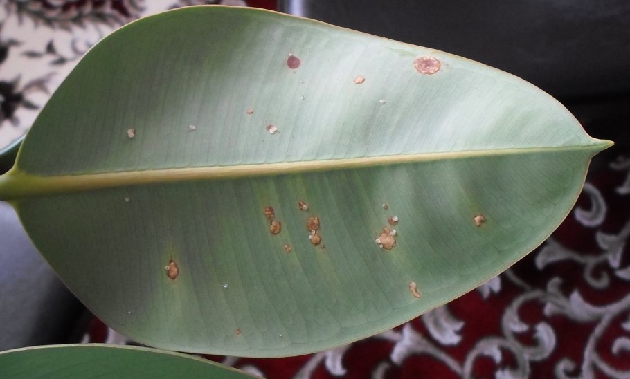 Щитовка на уличных растениях