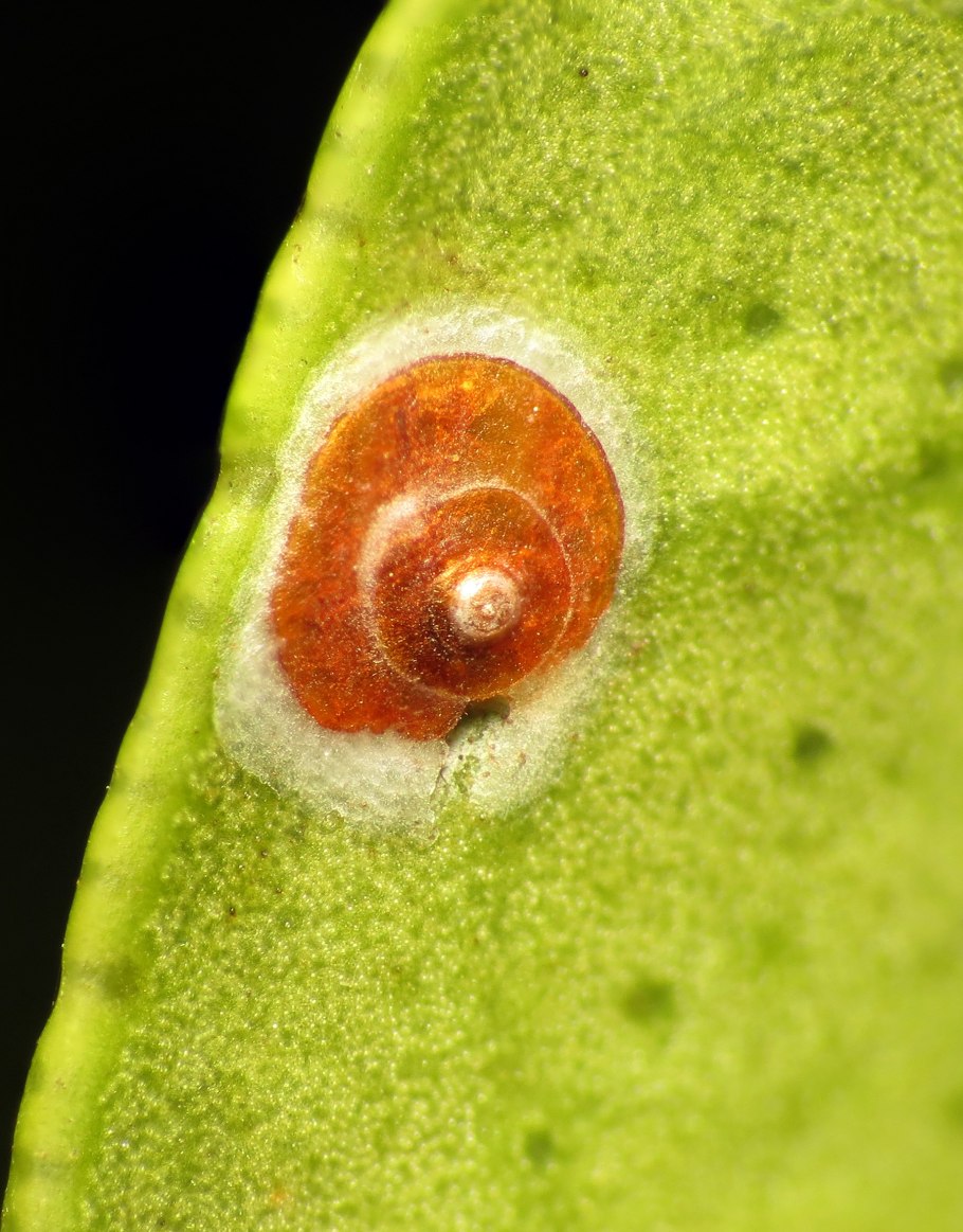 Виноградный мучнистый червец