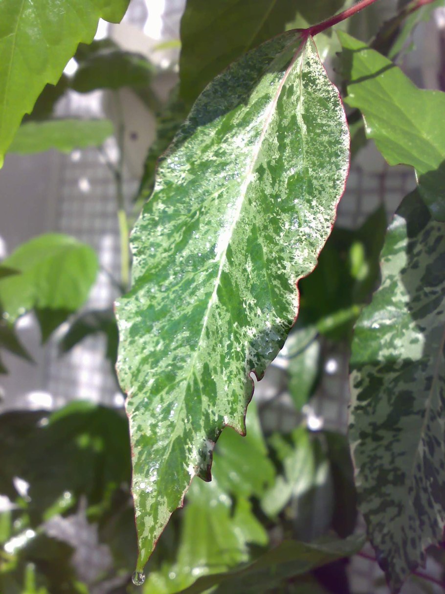 Щитовка на гибискусе