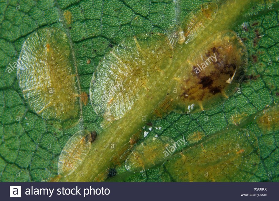 Антракноз Мединилла