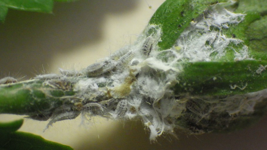 Тля, белокрылка,трипс.