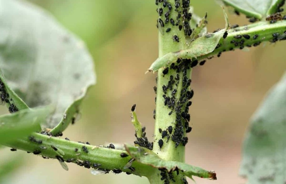 Щитовка на олеандре