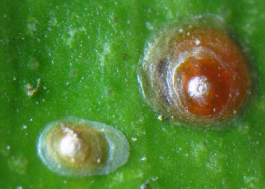 Паутинный клещ на гибискусе