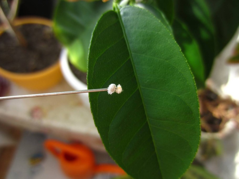 Кленовый мучнистый червец