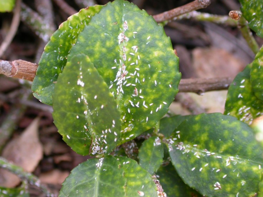 Хлороз цитрусовых