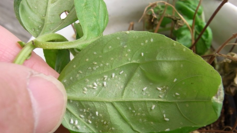 Тля Гороховая (Acyrthosiphon Pisum