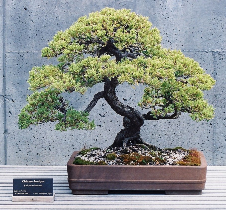 Bonsai cultivation and Care