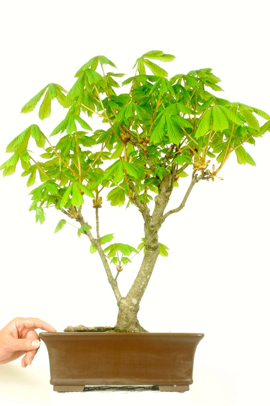 Мармеладное дерево бонсай