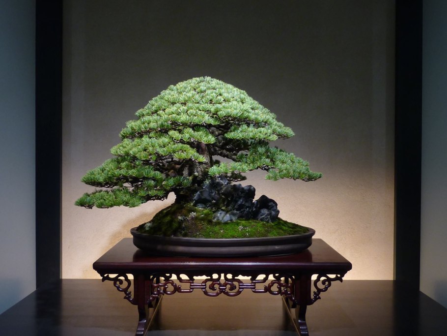 Бонсай боярышник ямадори