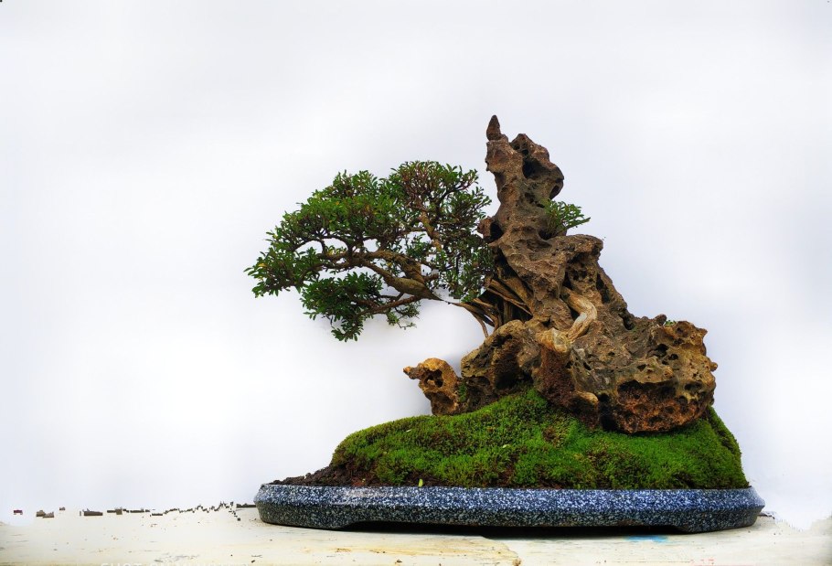 Каштан дерево бонсай